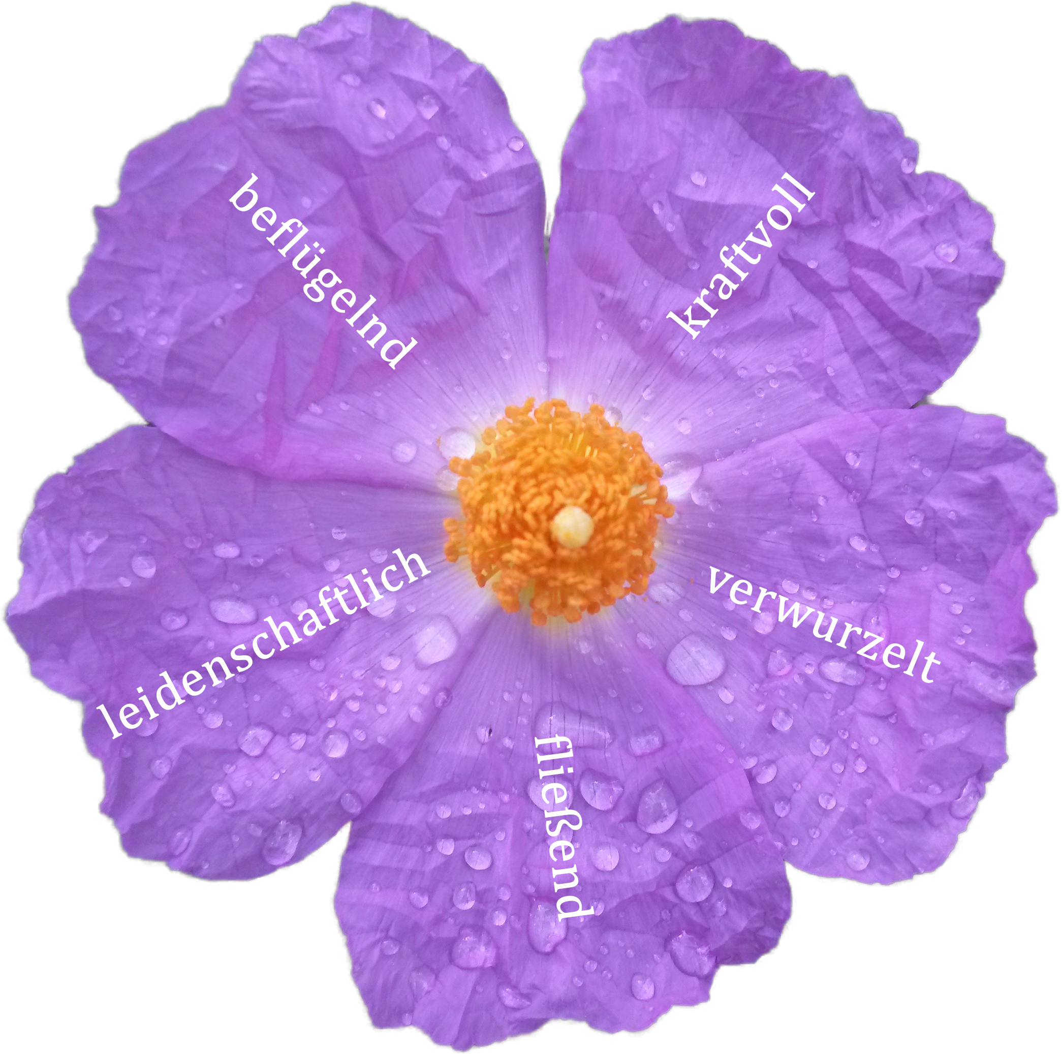 blume_n blume_n